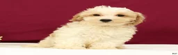 Maltipoo dogs for sale: Oliver - Ad 5