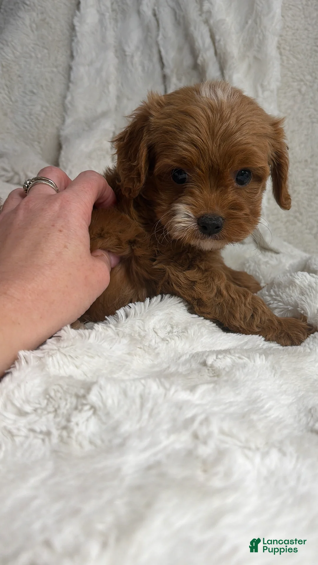 Cavapoo dogs for sale: Apollo - Ad 2