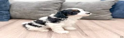 Cavapoo dogs for sale: Cash - Ad 3