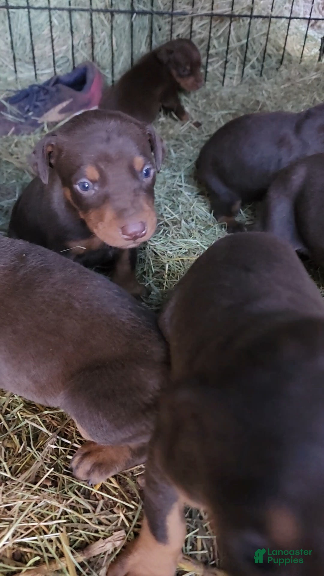 Doberman Pinscher dogs for sale: Poppy F1 - Ad 4