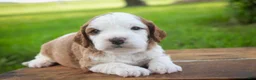 Cavapoo dogs for sale: Larry Cavapoo  - Ad 26