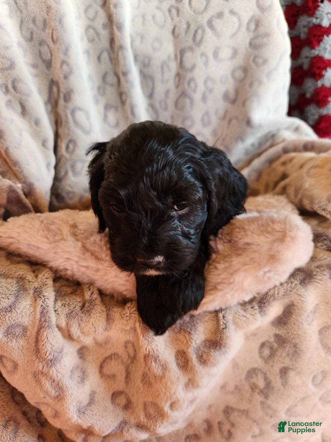 Mixed Breed dogs for sale: Lonnie - Ad 3