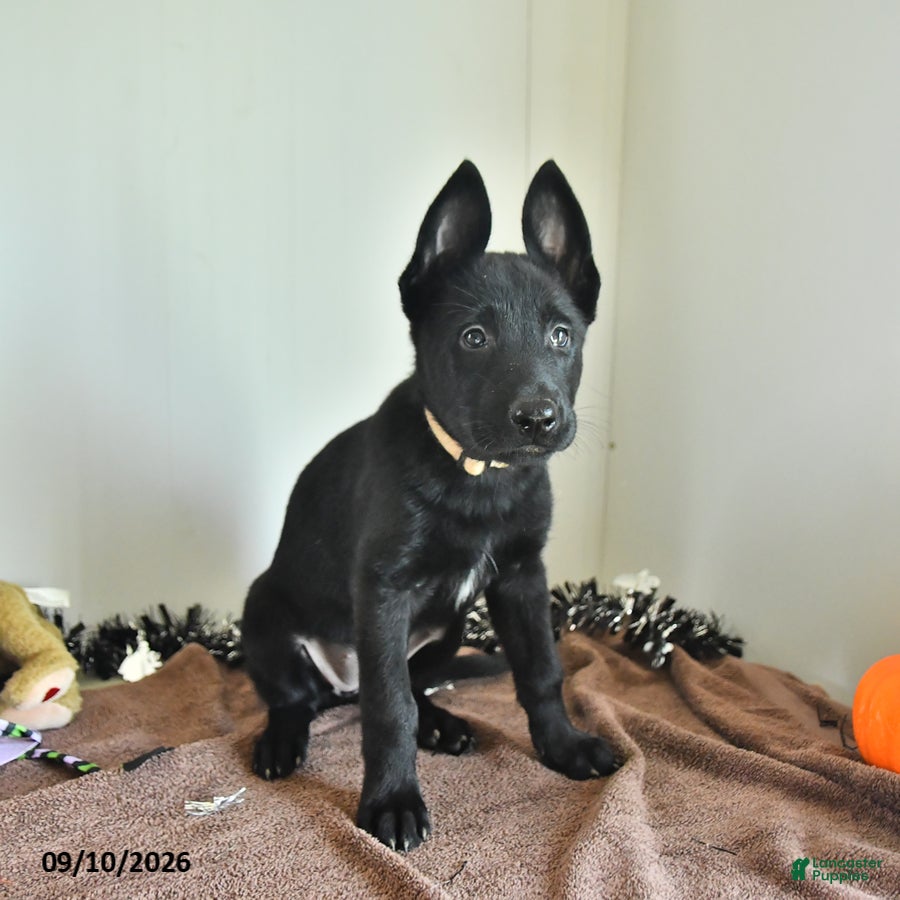 Belgian Malinois dogs Minerva - Ad 2