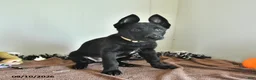 Belgian Malinois dogs for sale: Minerva - Ad 2
