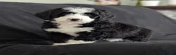 Bernedoodle dogs for sale: Nova - Ad 13