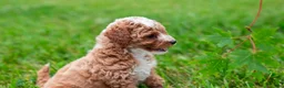 Toy Poodle dogs for sale: Pudgy - Ad 3