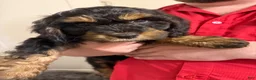 Mixed Breed dogs for sale: Rascal - Ad 4