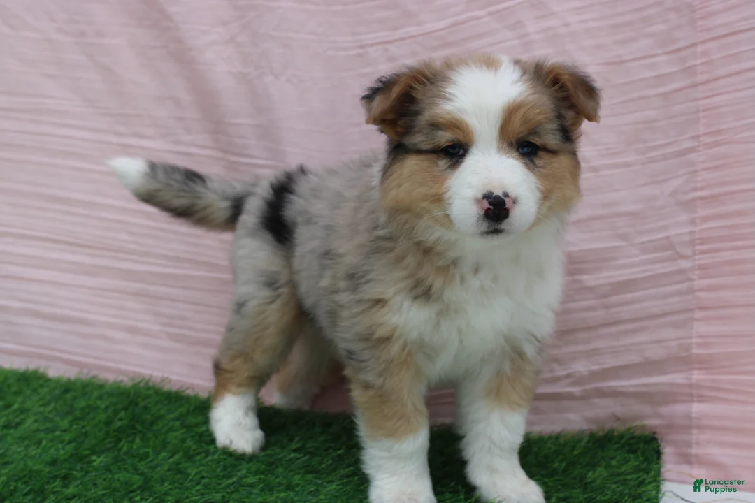 Australian Shepherd dogs for sale: Emma - Ad 5