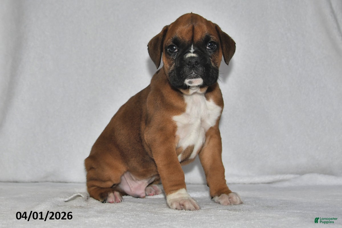 Boxer dogs Stellan - Ad 1