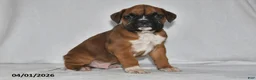 Boxer dogs for sale: Stellan - Ad 1