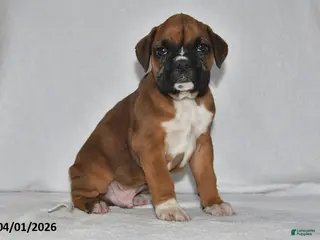 Boxer dogs for sale: Stellan - Ad 2