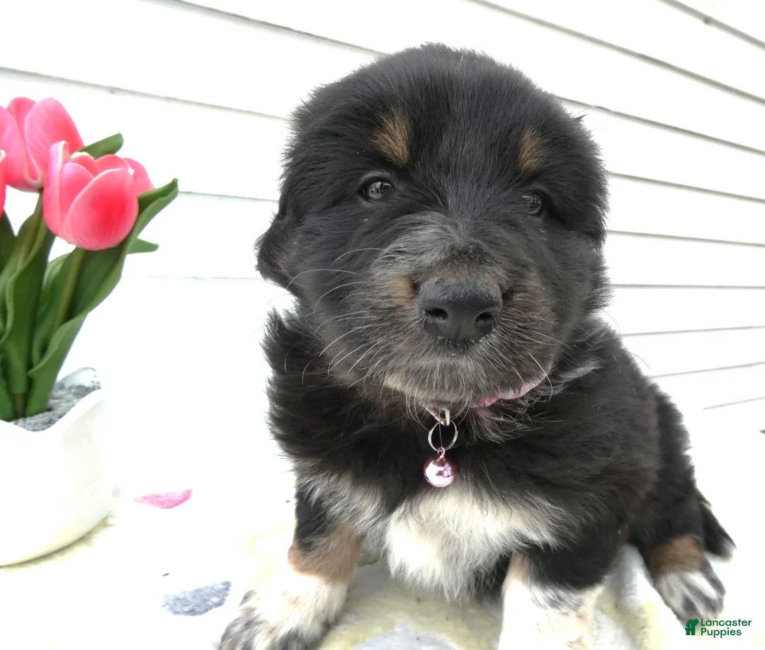 Miniature Australian Shepherd dogs for sale: Miniature Australian Shepherd Puppy 6 Mica - Ad 2