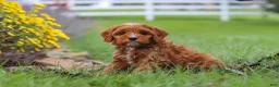 Cavapoo dogs for sale: Ranger - Ad 11