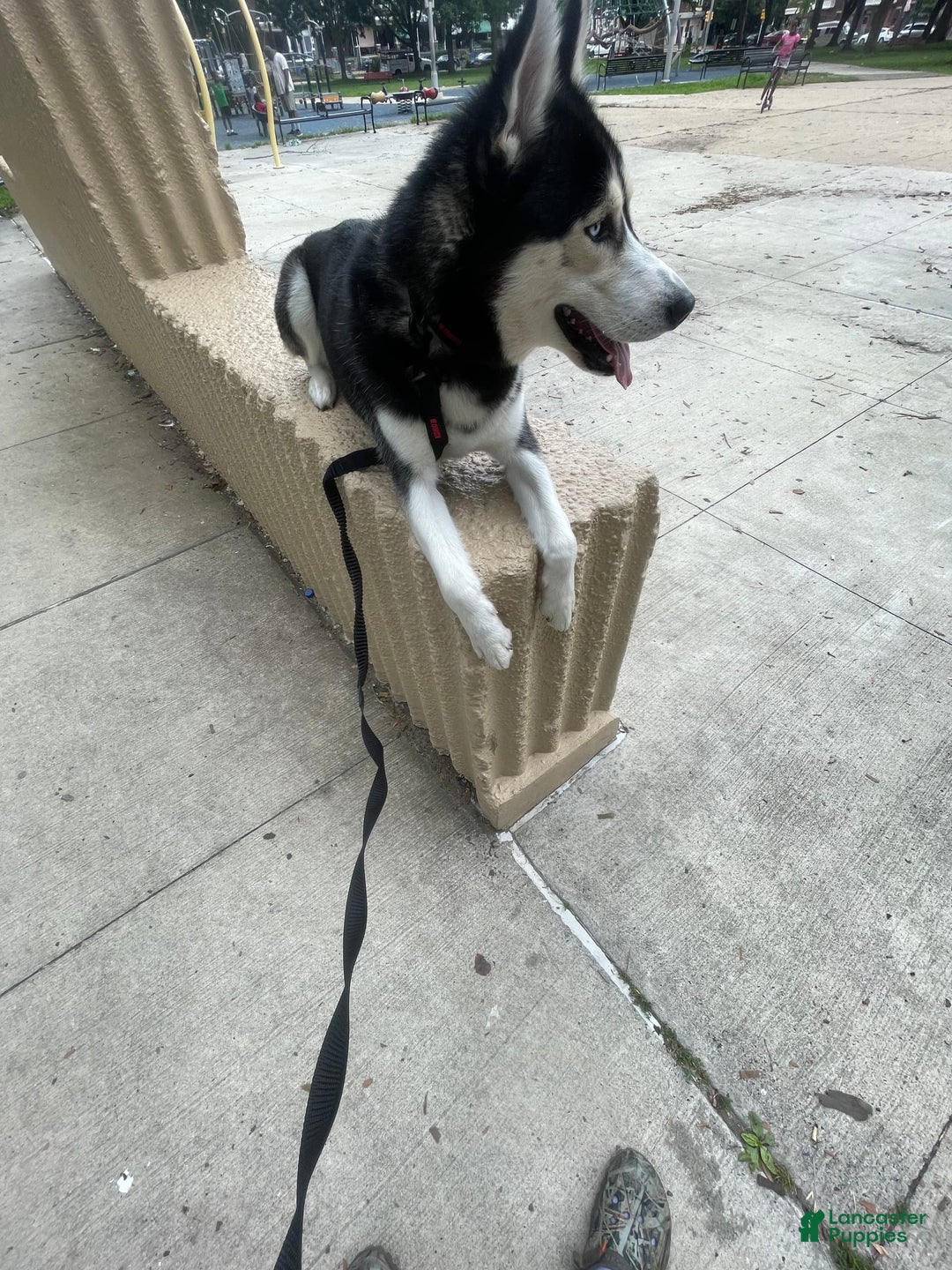 Gallery Image {{count}}