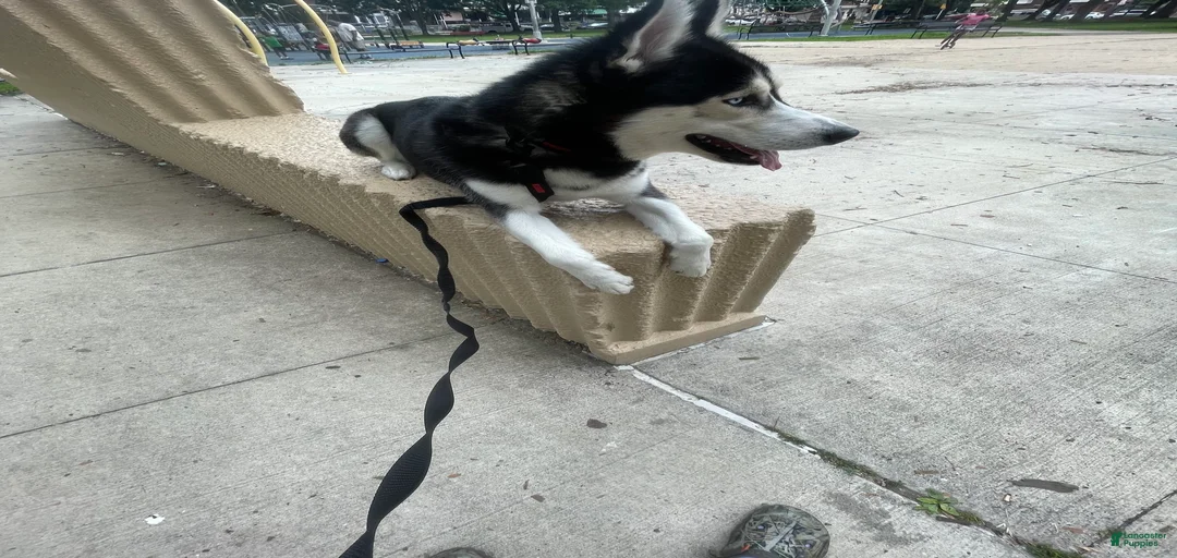 Gallery Image {{count}}