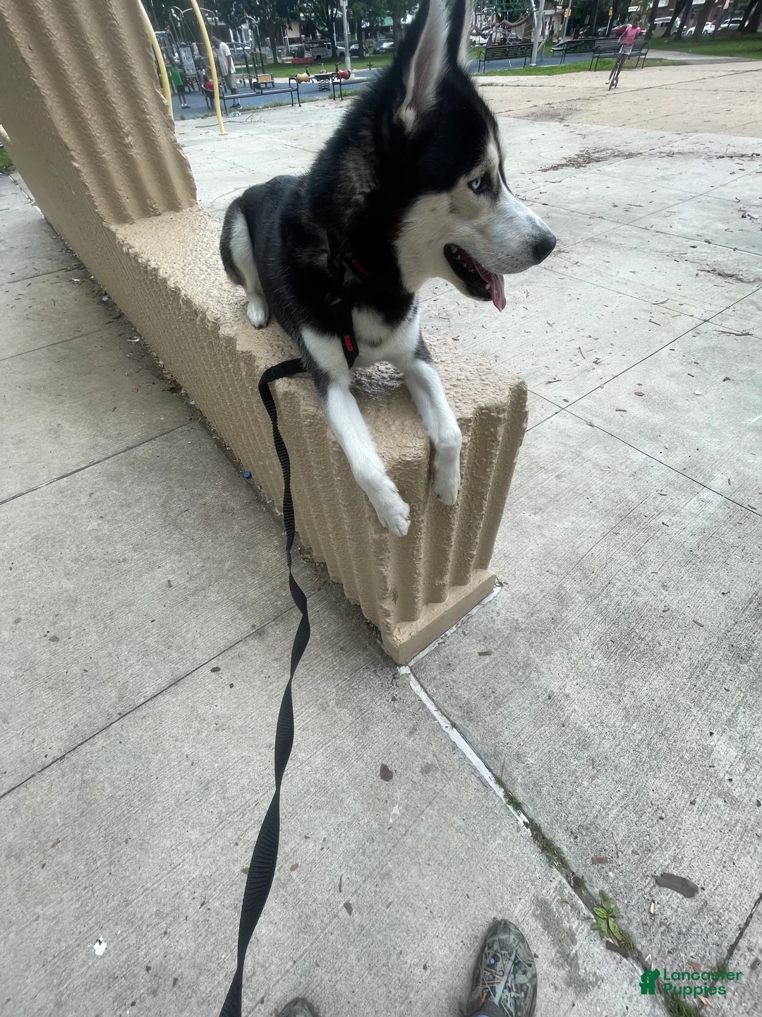 Gallery Image {{count}}