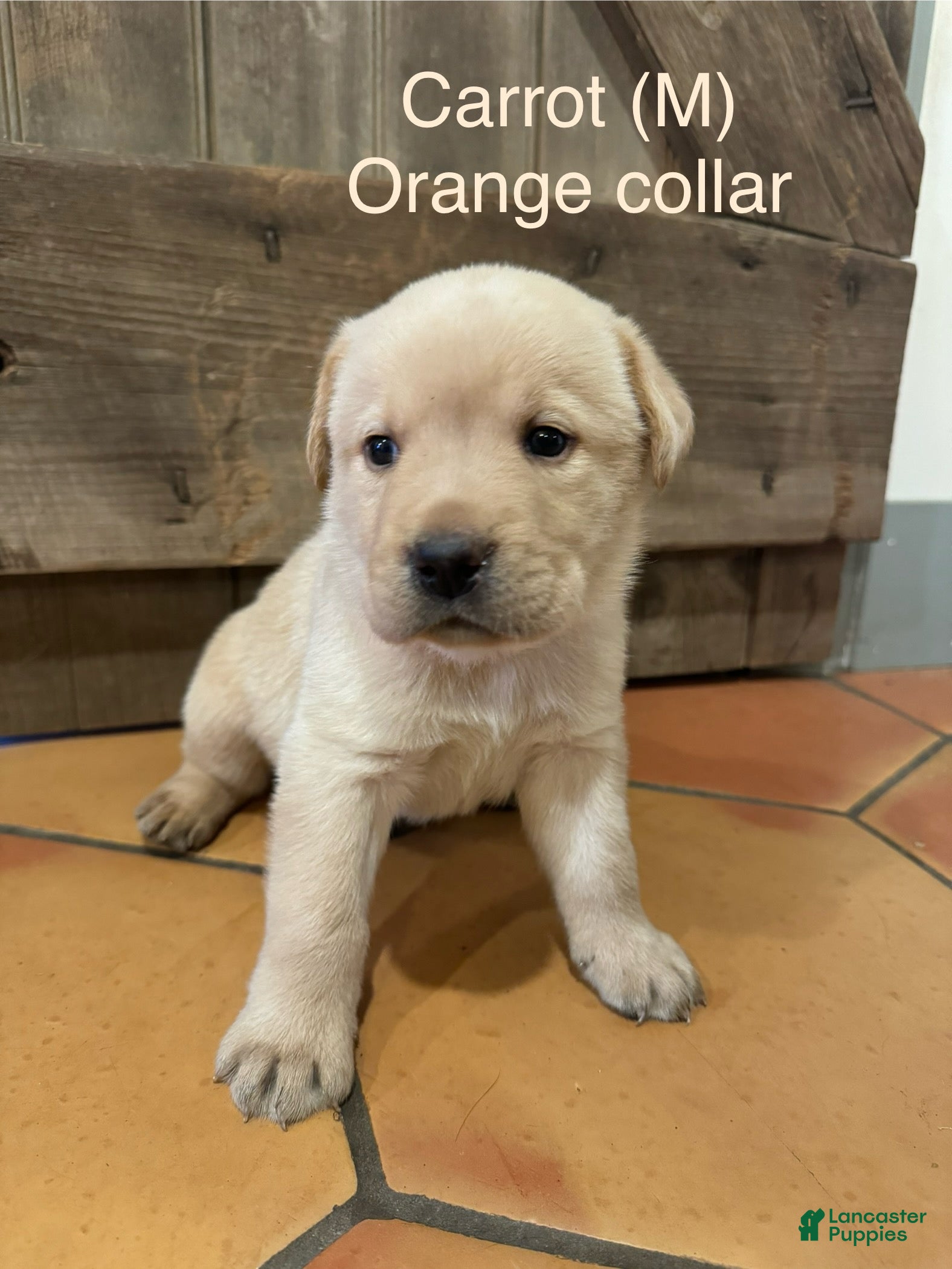 Labrador Retriever dogs Carrot- Orange collar - Ad 26