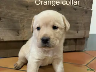 Labrador Retriever dogs Carrot- Orange collar - Ad 26