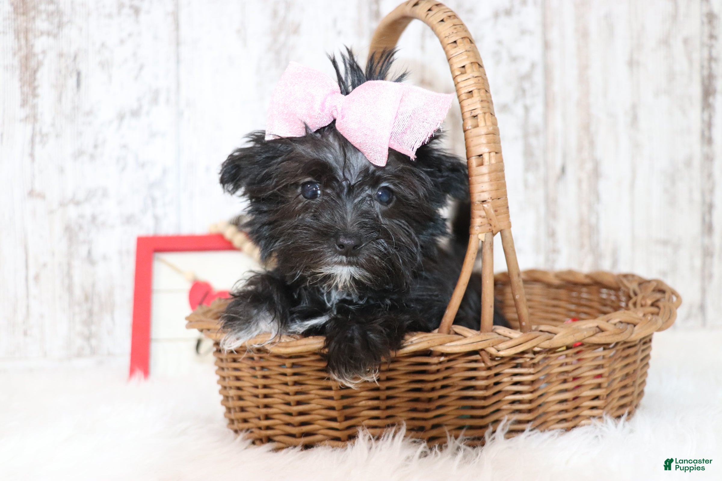 Morkie dogs Kate  - Ad 41