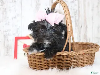 Morkie dogs Kate - Ad 41