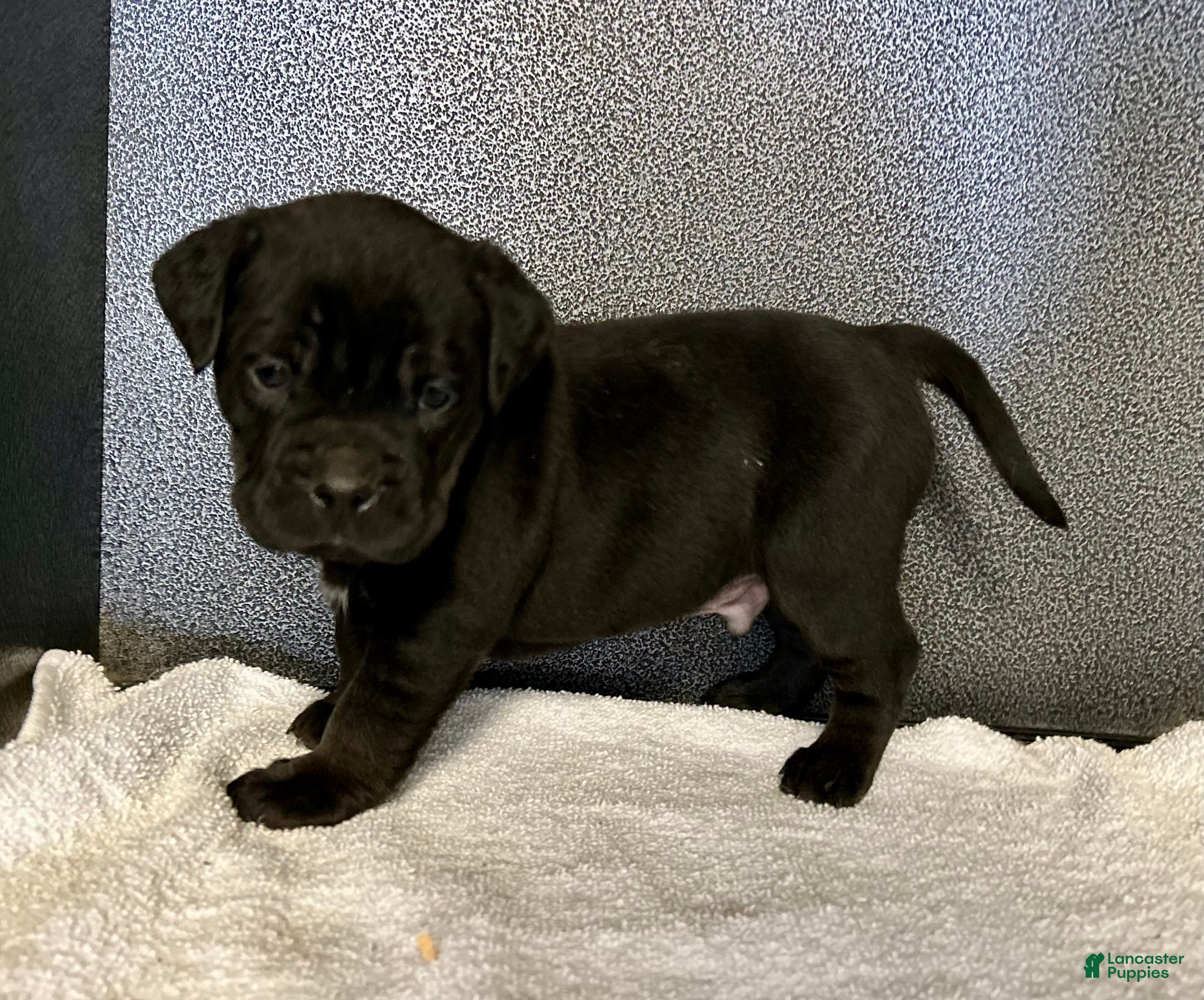 Mixed Breed dogs Bean - Ad 3