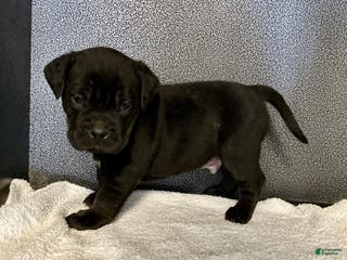 Mixed Breed dogs Bean - Ad 3