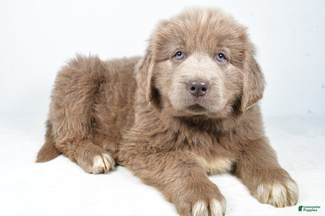 Newfoundland dogs for sale: Denver - Ad 6