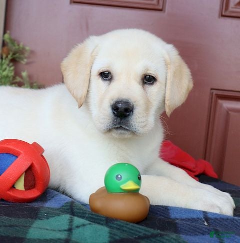 Labrador Retriever dogs Diesel -Ch lines - Special price - Ad 15