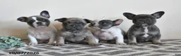 French Bulldog dogs for sale: Georgie - Ad 5