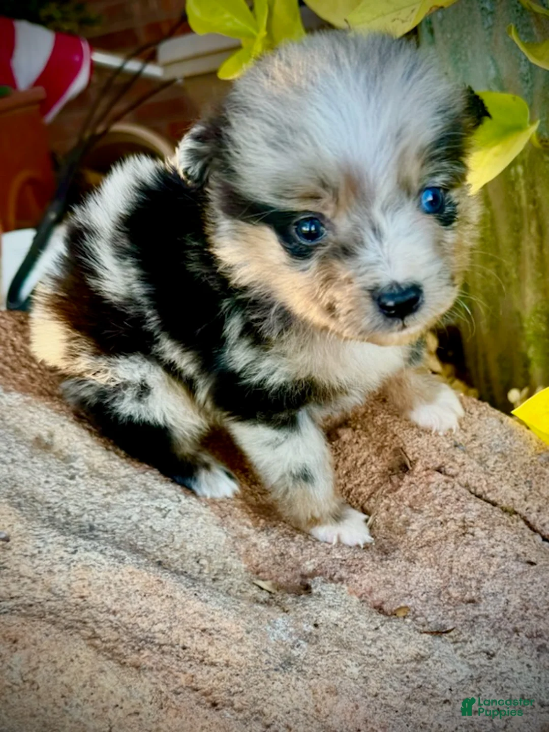 Miniature Australian Shepherd dogs for sale: Shelly - Ad 5