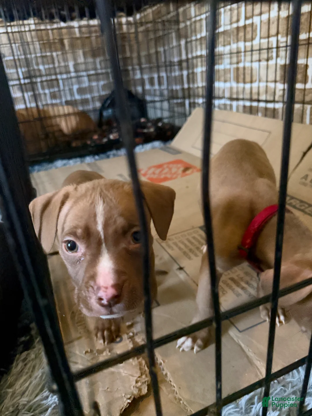 Mixed Breed dogs for sale: Mixed Breed Puppy 7 - Ad 2