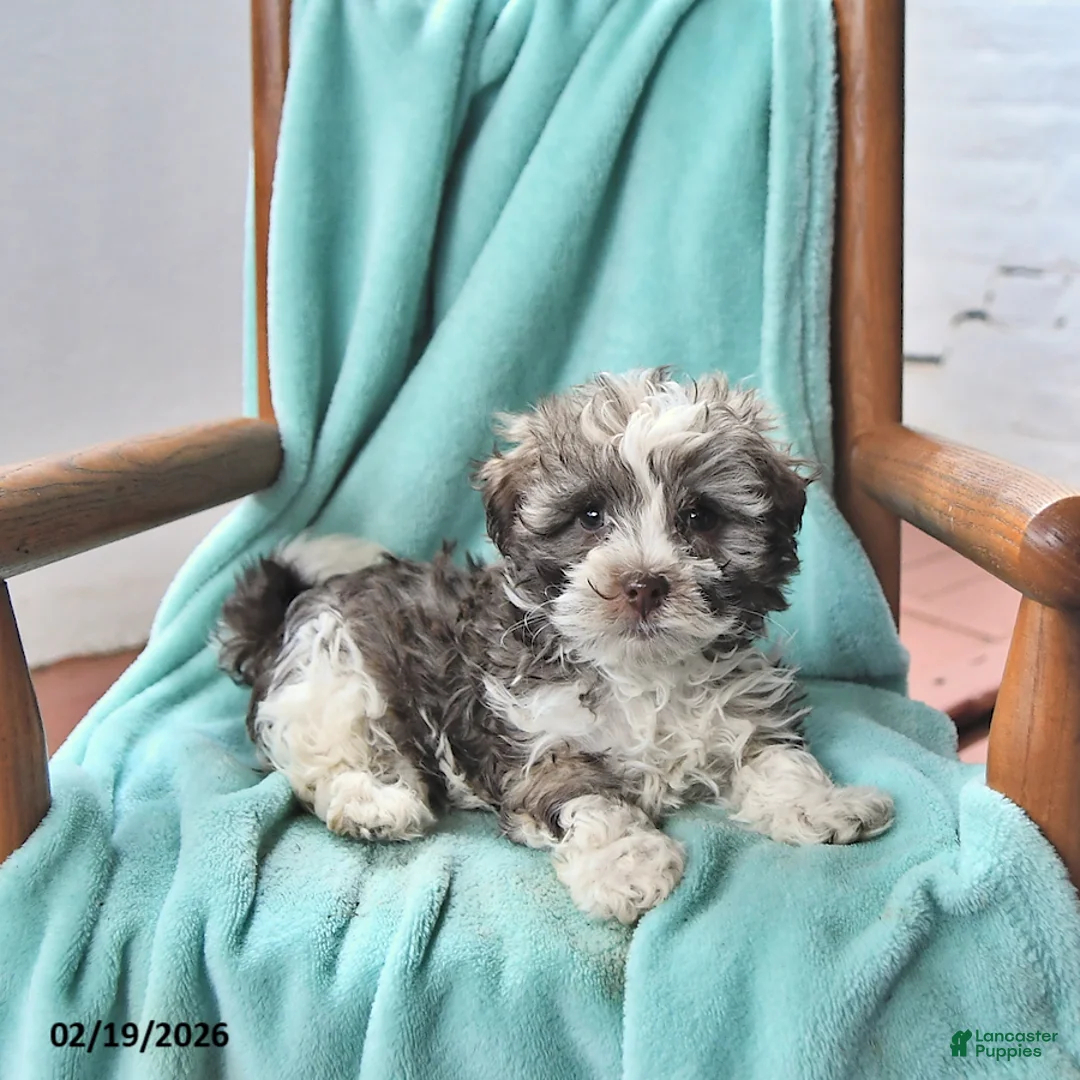 Havanese dogs for sale: Kent  - Ad 1