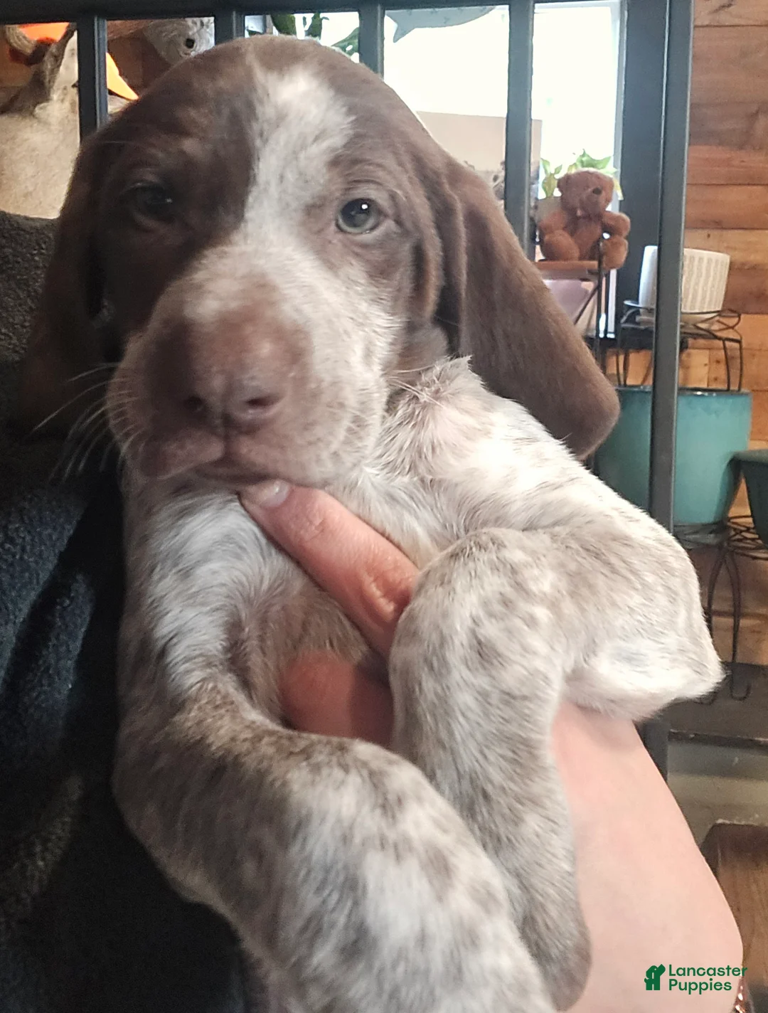 Mixed Breed dogs for sale: Penelope - Ad 1