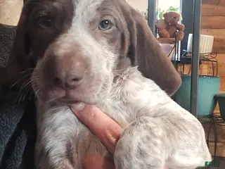 Mixed Breed dogs for sale: Penelope - Ad 3