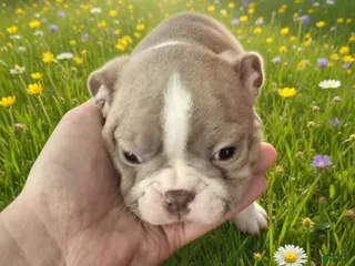 Boston Terrier dogs Boston Terrier Puppy 5 - Ad 35