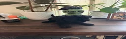 Labradoodle dogs for sale: Masego - Ad 5