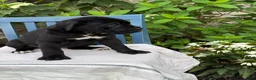 Cane Corso dogs for sale: Dottie - Ad 4