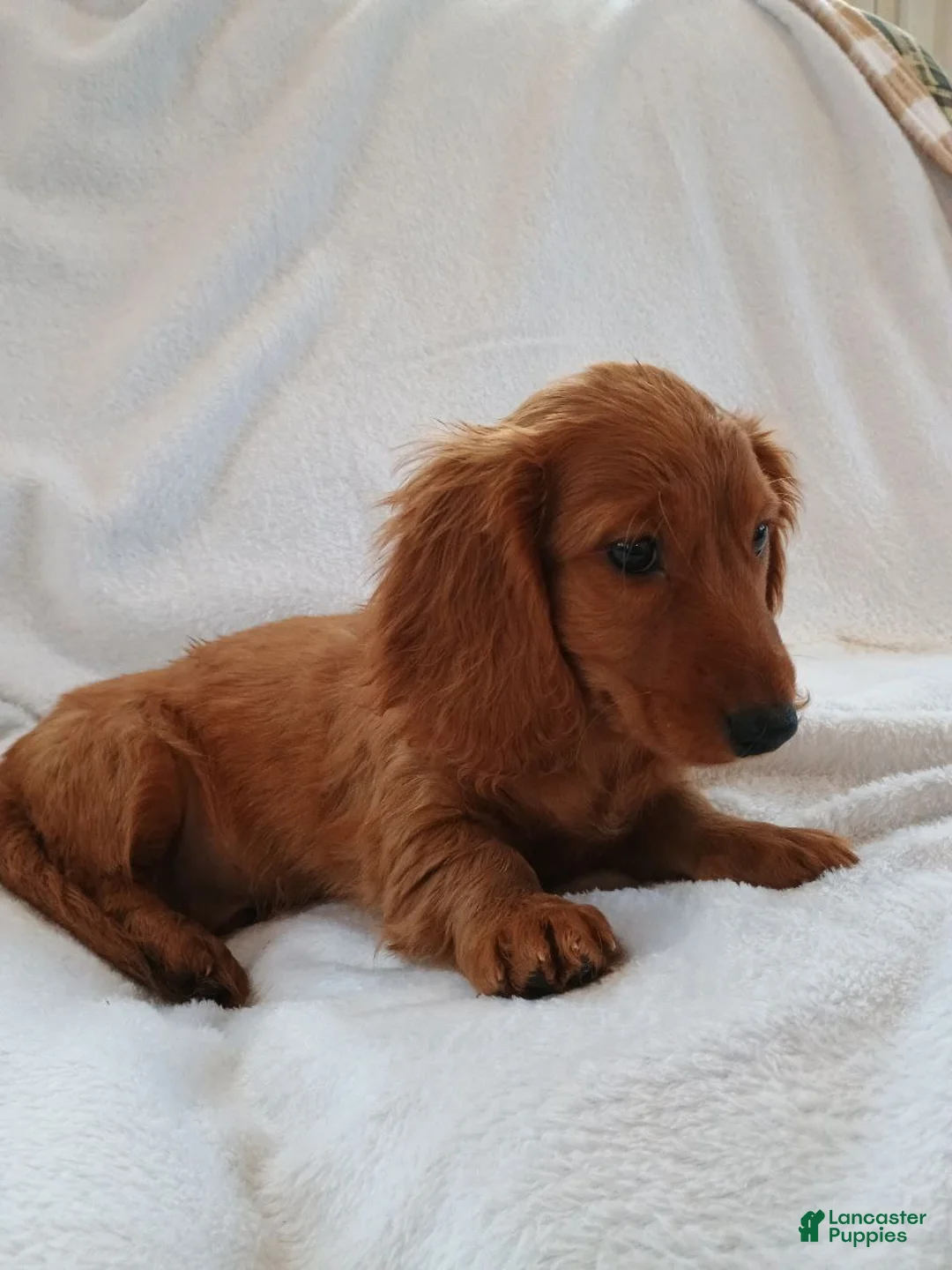 Miniature Dachshund dogs for sale: Sammy  - Ad 2