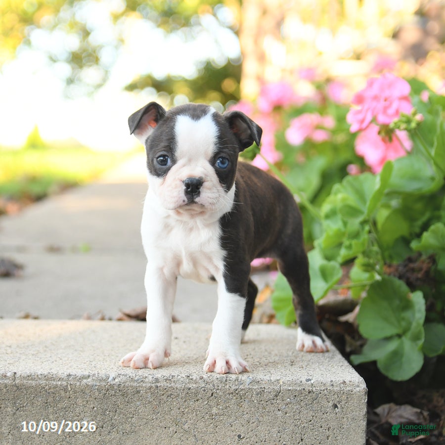 Boston Terrier dogs Lily - Ad 1