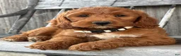 Irish Doodle dogs for sale: Juniper - Ad 14