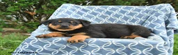 Rottweiler dogs for sale: Misty - Ad 2