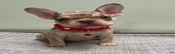 French Bulldog dogs for sale: Shelly - Ad 2