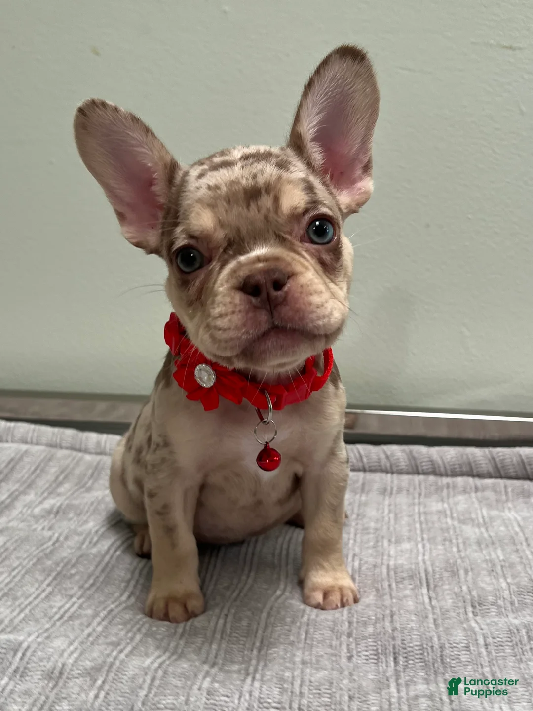 French Bulldog dogs for sale: Shelly - Ad 2