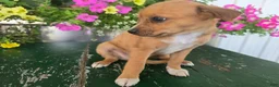 Chihuahua dogs for sale: Buster - Ad 8