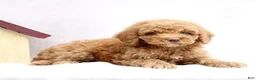Mini Goldendoodle dogs for sale: Lexi  - Ad 2