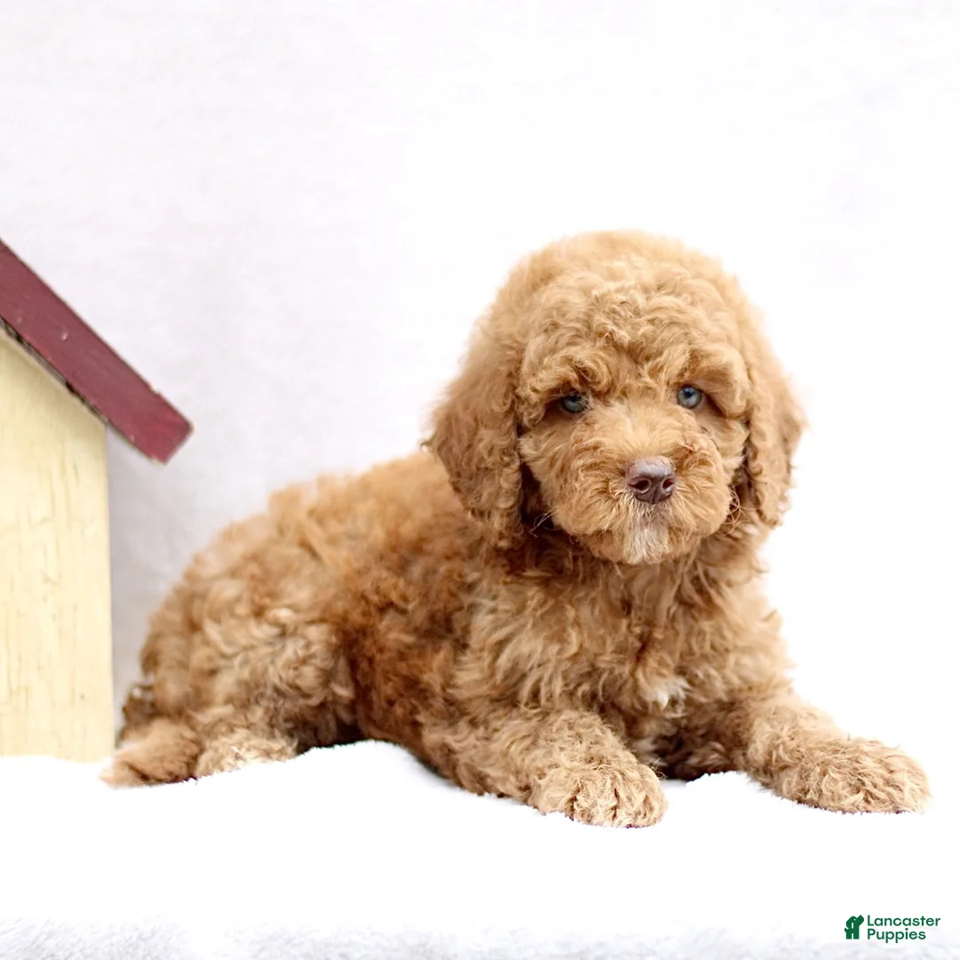 Mini Goldendoodle dogs for sale: Lexi  - Ad 2