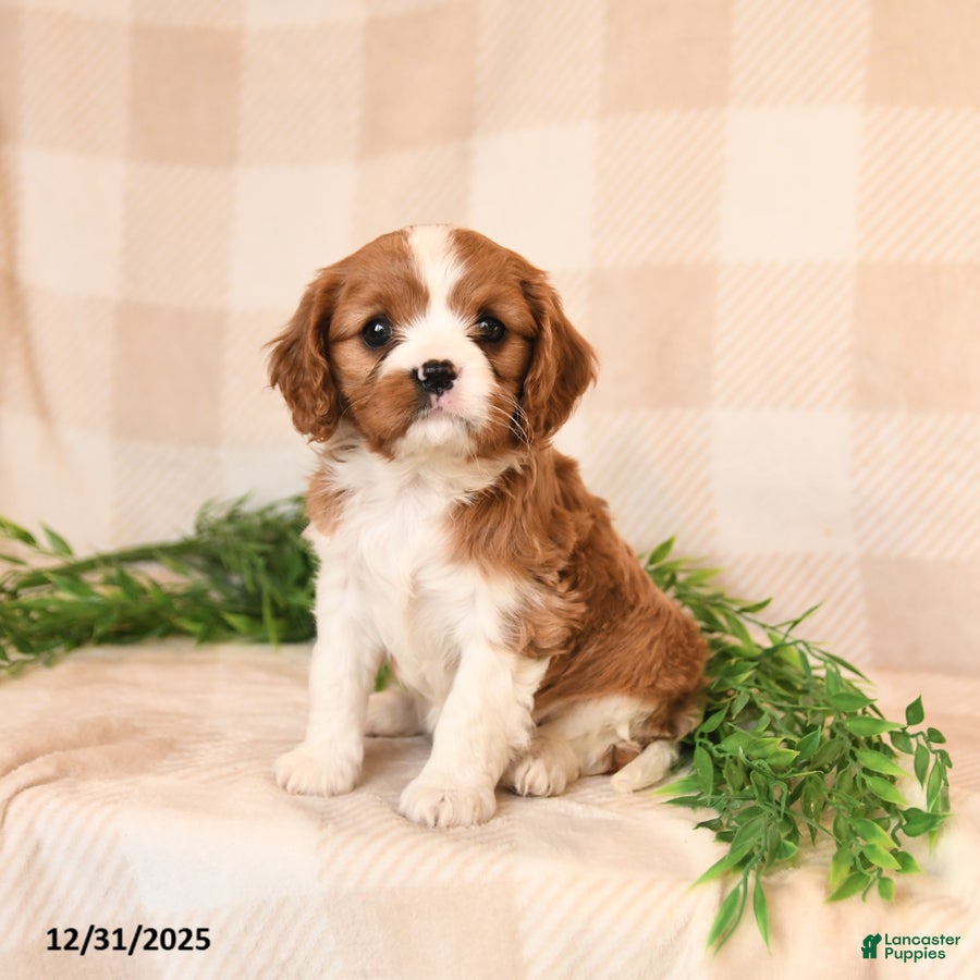 Cavalier King Charles Spaniel dogs Jess  - Ad 13