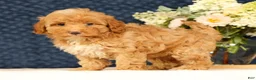 Havapoo dogs for sale: Hazel - Ad 6