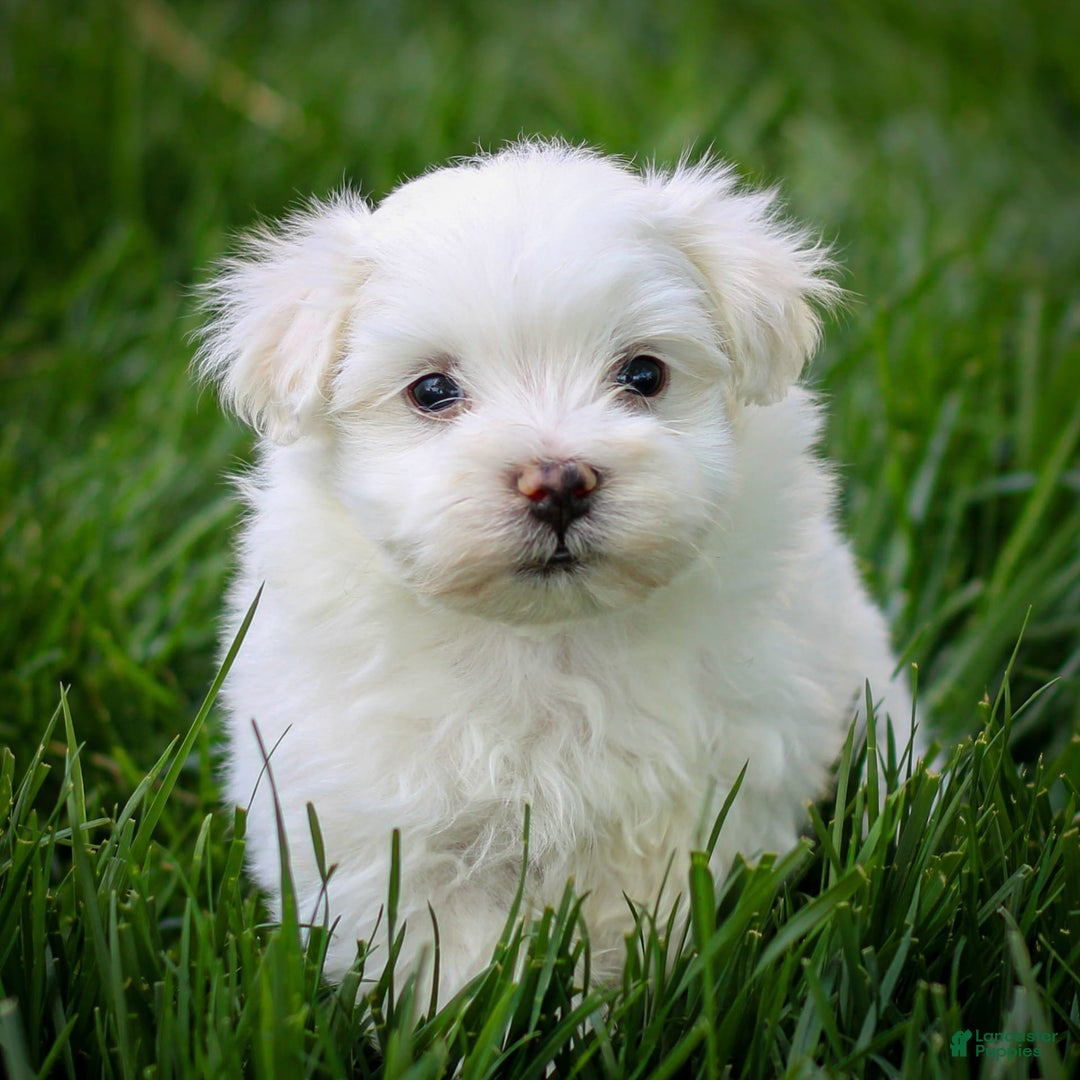 Maltese dogs for sale: Sterling - Ad 20