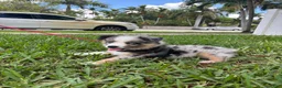 Australian Shepherd dogs for sale: Australian Shepherd Puppy  - Ad 2
